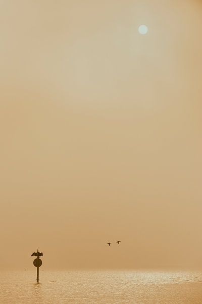 Cormorant and two ducks in the fog as the sun rises by Jenco van Zalk