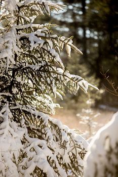 Weihnachtsbaum bei Sonnenuntergang, Fichte mit Schnee bedeckt im Winter, Landschaft in Drenthe