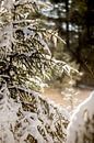 Kerstboom tijdens een zonsondergang, spar bedekt met sneeuw in de winter, landschap in Drenthe van Karijn | Fine art Natuur en Reis Fotografie thumbnail