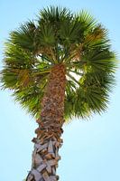 Palmboom