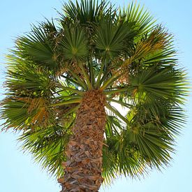 Palm tree by Rick van den Bovenkamp