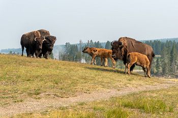 Yellowstone-Nationalpark