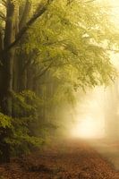 Fog in the autumn in the forest in Drenthe