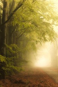 Nebel im Herbst im Wald von Drenthe von Bas Meelker
