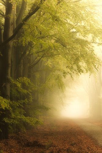 Mist in de herfst in het bos  in Drenthe