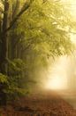 Nebel im Herbst im Wald von Drenthe von Bas Meelker Miniaturansicht