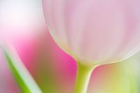Tulpe
