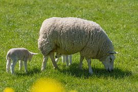 sheep grazing with its lambs by Johan Swaneveld