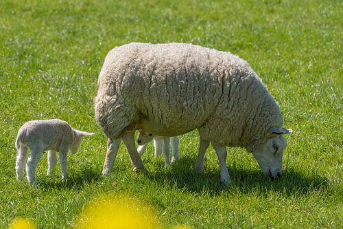 Weidendes Schaf mit Lämmern