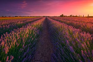 Champs de fleurs de lavande et magnifique coucher de soleil. Toscane