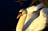 Schwan im Sonnenuntergang