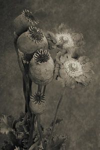 Samenstände von Mohn und Scabiosa in Sepia. von Renee Klein