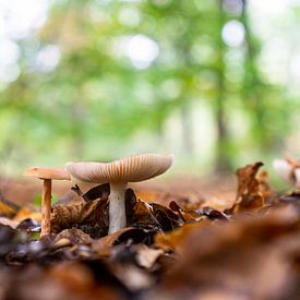 Mushrooms by Sebastiaan Duijff