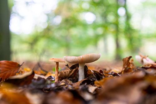 Mushrooms by Sebastiaan Duijff