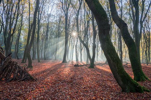 zonlicht door de bomen