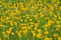 Buttercup field by Theo van Woerden thumbnail