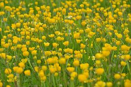 Buttercup field by Theo van Woerden