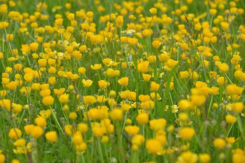 Boterbloemen veld