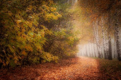 De gloed van het bos