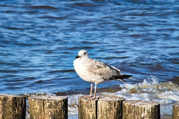 Möwen auf einer Buhne an der Ostsee. von Martin Köbsch