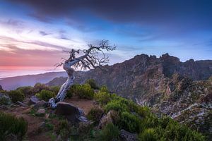 Einsamer Baum von Arda Acar