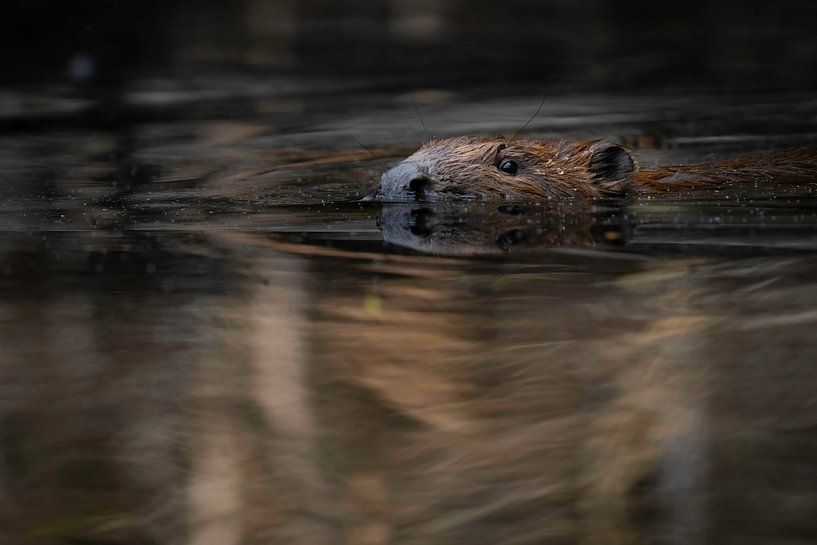 Tail of the beaver by Sam Mannaerts