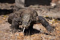 Dragon de Komodo en approche Dragon indonésien dévoreur d'énergie