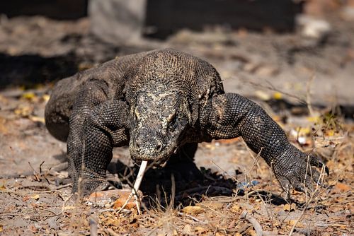 Komodovaraan bij benadering Allesverslindende Indonesische draak