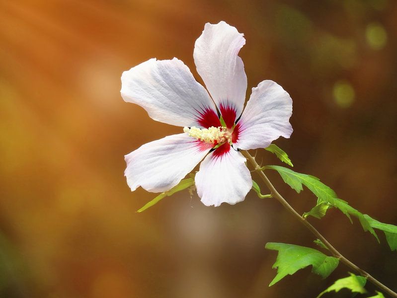 White hibiscus by Maickel Dedeken