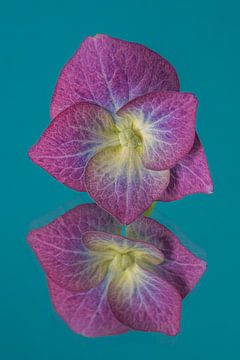 Pop of Colour: Hortensiablaadje met petrol kleurige achtergrond van Marjolijn van den Berg
