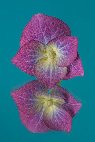 Pop of Colour: Hortensiablaadje met petrol kleurige achtergrond