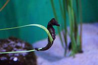 Zeepaardje / Sea Horse, uShaka Marine World, Durban, Zuid-Afrika  van Maurits Bredius thumbnail