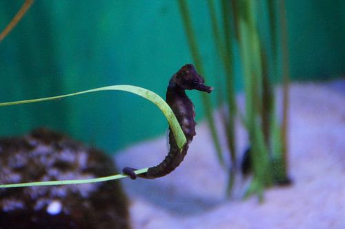 Zeepaardje / Sea Horse, uShaka Marine World, Durban, Zuid-Afrika 