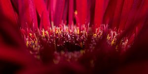 Die Blütenblätter der roten Gerbera