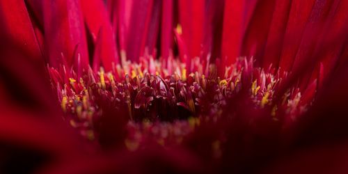 De blaadjes van de rode Gerbera