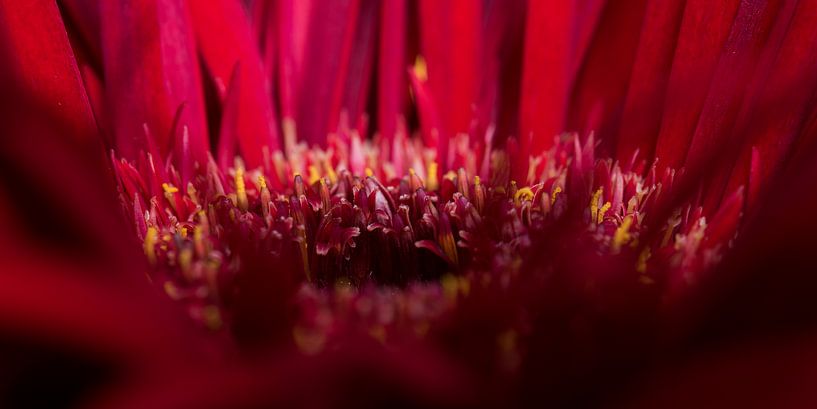 The leaves of the red Gerbera by Marjolijn van den Berg