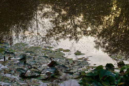 Ochtend gloren van Paulien Varkevisser