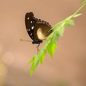 Vlinder op fris groen blad van Inge Bogaards