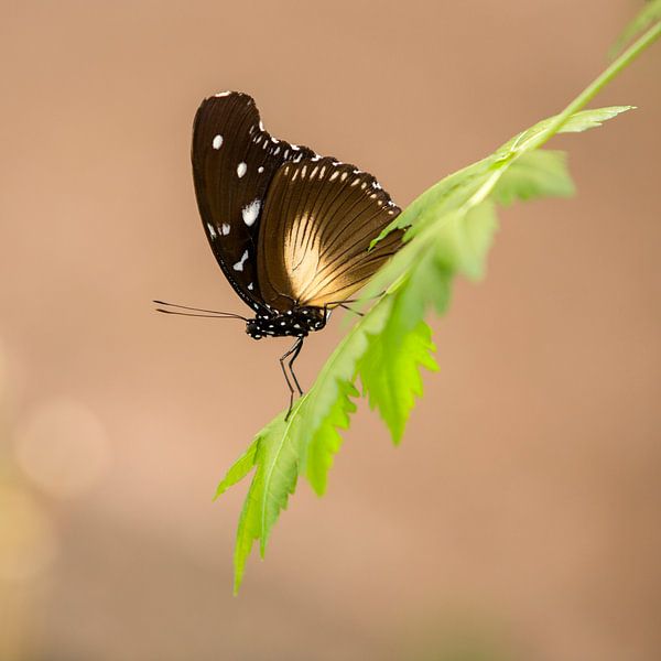 Schmetterling auf frischem grünen Blatt von Inge Bogaards