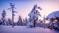 Zonsondergang in het besneeuwde bos van Denis Feiner thumbnail