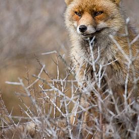 Red Fox standing behind sea buckthorn by Caroline Piek