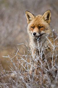 Red Fox standing behind sea buckthorn by Caroline Piek