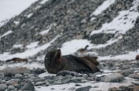 Sea lion Antarctica by G. van Dijk thumbnail