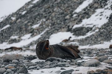 Otarie Antarctique sur G. van Dijk