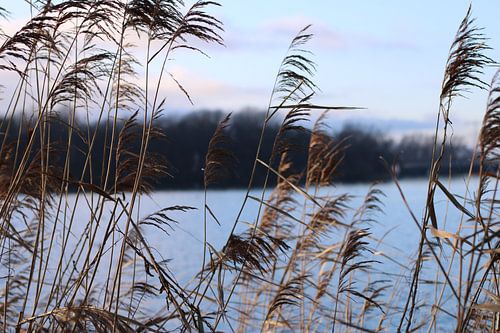 Tussen het riet door