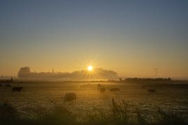 Sheep in the fog by Willian Goedhart