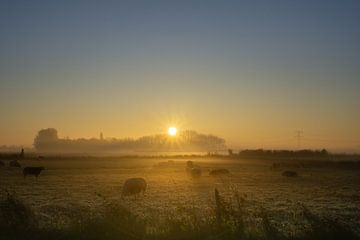Schafe im Nebel von Willian Goedhart