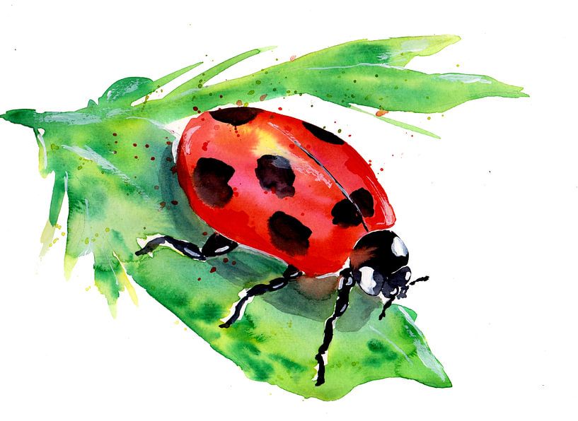 Kleiner Marienkäfer auf einem grünen Blatt von Sebastian Grafmann