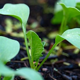 Junge Gemüsepflanze von Katrin May