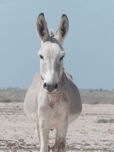 De ezel  by Charlotte van Velzen